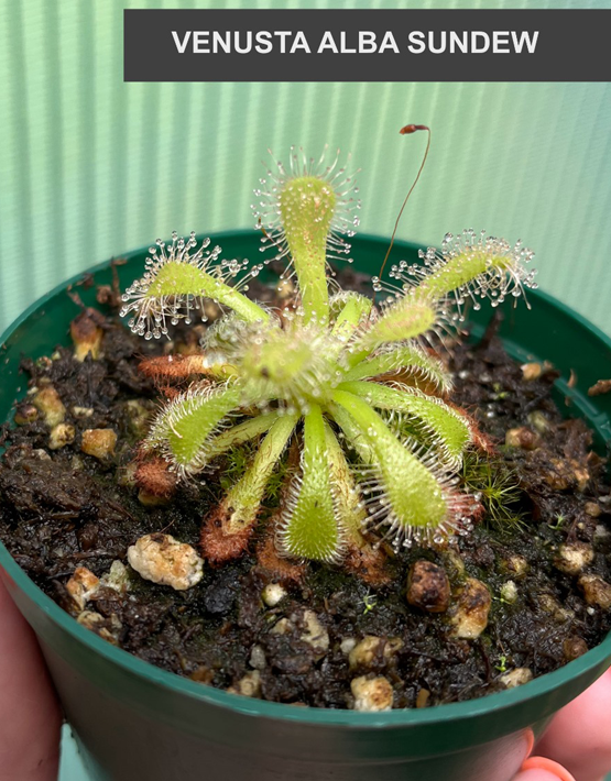 Sundews