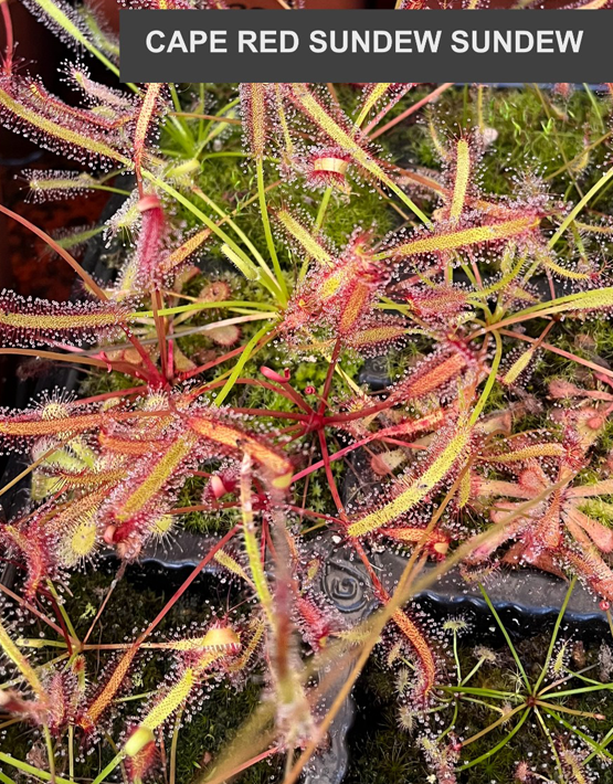 Sundews