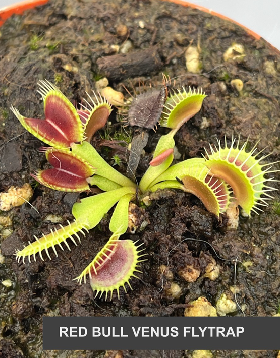 Venus Flytraps