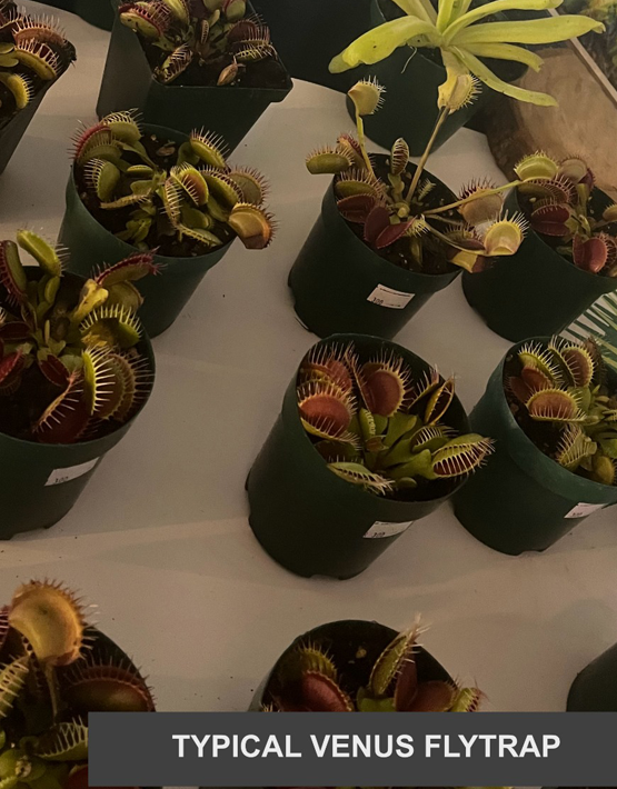 Venus Flytraps