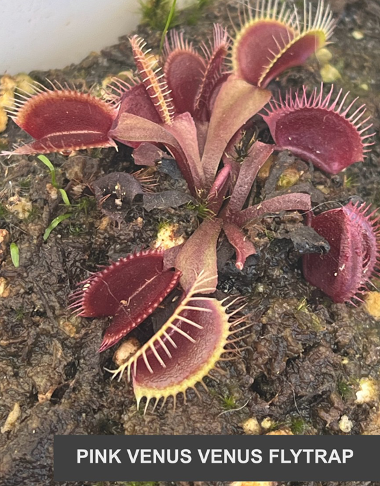Venus Flytraps
