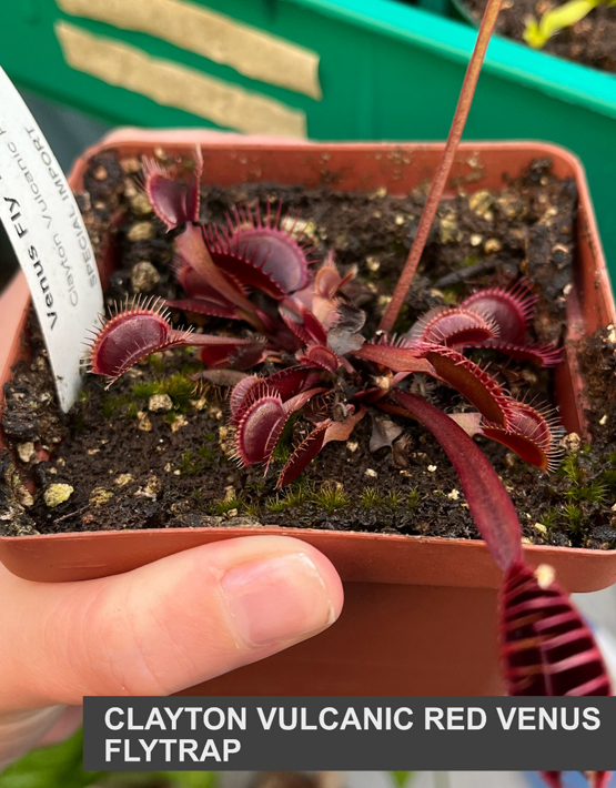 Venus Flytraps
