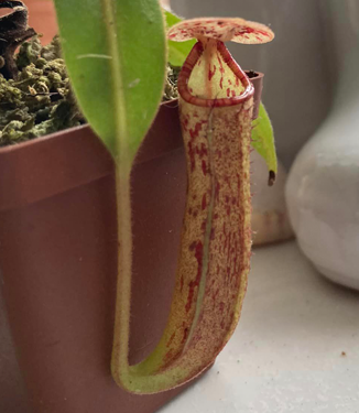 Carnivorous Plants Carnivorous Plants