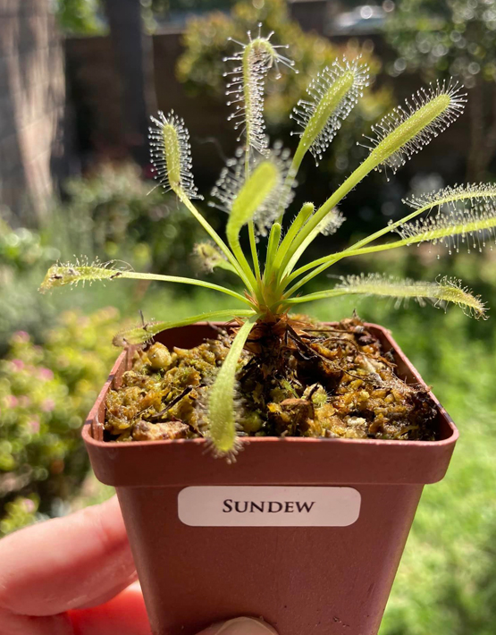 Sundews
