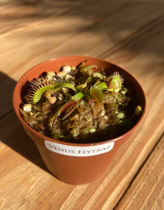 Venus Flytraps