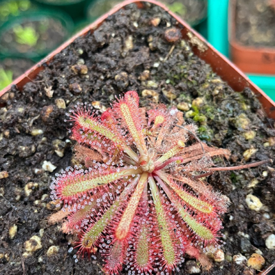 Sundew Plantivorous Pic11