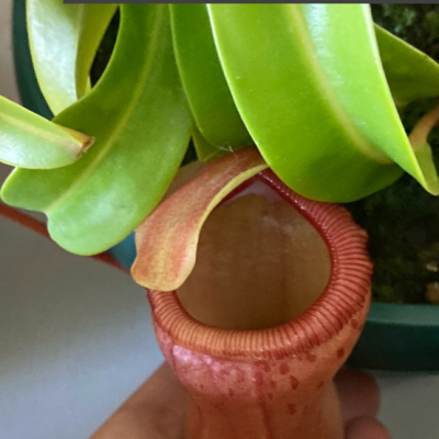 Tropical Pitcher Plantivorous Pic2