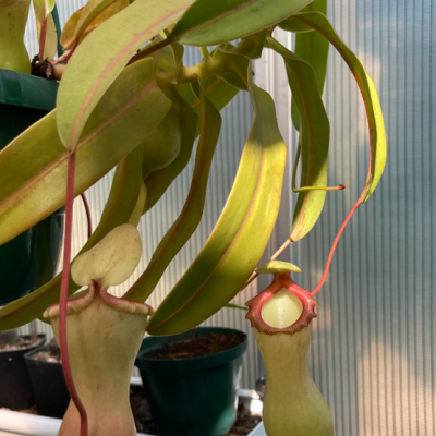 Tropical Pitcher Plantivorous Pic9