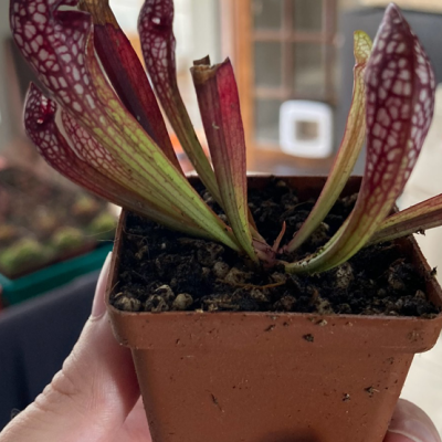 Pitcherplant Plantivorous Pic12