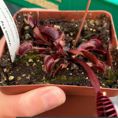 Venus Flytraps Plantivorous Pic14