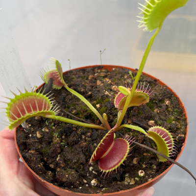 Venus Flytraps Plantivorous Pic2