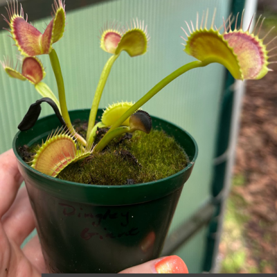 Venus Flytraps Plantivorous Pic5