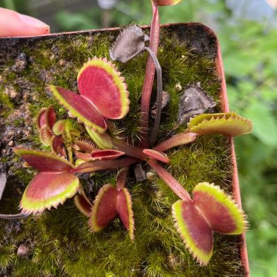 Venus Flytraps Plantivorous Pic6